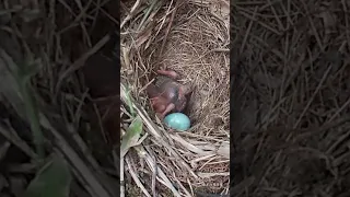 The cuckoo failed to push the egg and threw itself in a somersault杜鹃鸟推蛋失败了，把自己摔了一个跟斗