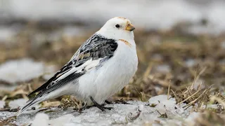 Birds in Slow Motion with OM SYSTEM OM-1