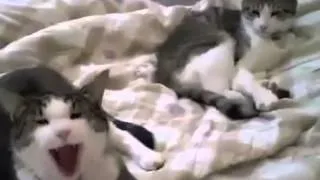 Кошки зевают!!прикол!
