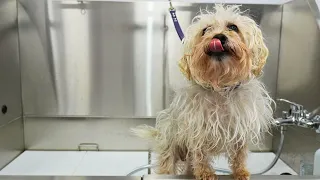 Not everything is always as it seems | Cute transformation on matted Yorkie