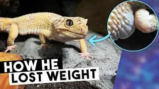 Armpit Bubbles? | Leopard Gecko Weight LOSS Guide!