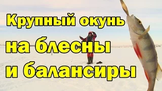 Поиск крупного окуня с блесной и балансиром в глухозимье. Как ловить окуня зимой?