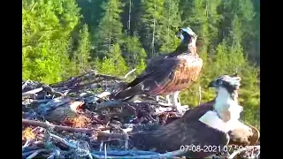 Who are Ossi and his new female defending Satakunta Osprey nest 1 against? 7 Aug 2021