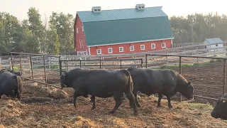 The Bulls go to Work - Breeding Season 2023