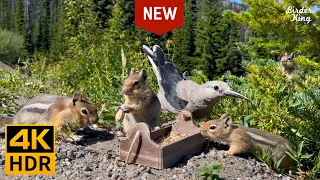 Cat and Dog TV 🐱 🐶 Mountain Birds, Chipmunks and Squirrels 📺 [New Version] (4K HDR)