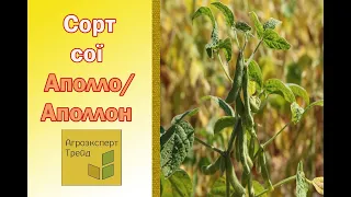 Соя Аполло / Аполлон 🌿, опис сорту 🌿 - насіння в Україні