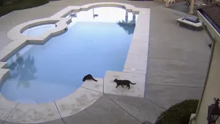 Cat Pushes Brother into Pool