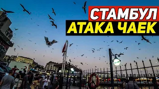 Чайки взбесились в Стамбуле