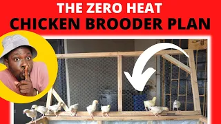 Brooding 800 Baby Chicks with ZERO HEAT - Chicken Brooder Plan is Here