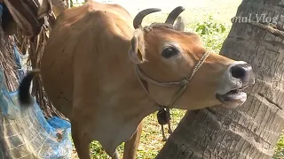 Family Animal Cow MOOING sound Videos in our Villages, Cow sounds humboo humboo!