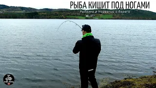 РЫБА ПРЯМО КИШИТ ПОД НОГАМИ! Рыбалка в Норвегии с берега! Норвегия. Рыбалка.