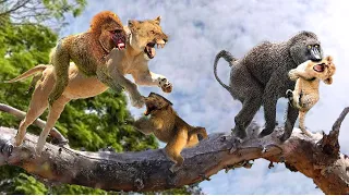 Revenge Is Too Cruel! Lion Kills Baboon To Eat ► Baboons Kidnap Lion Cub & Torture It For Revenge