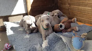 Weimaraner Puppys 2020 - 58/55 days old - Random Play Time