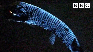 Why this deep sea fish has scientists stumped 🤔 - BBC