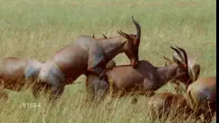 Topi Antelope Mating