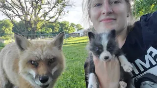 Finnegan Fox and his fox pup