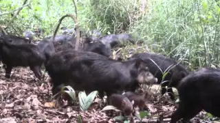 Capítulo 3 | Corazón del monte: la selva Lacandona