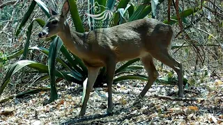 Fauna de Nayarit 2. Cámara Trampa - Venado, Coatí, Chachalaca, Zorro, Aves, etc. HD.