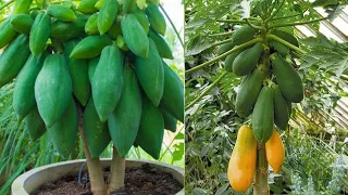 cómo cultivar en casa papayas en macetas super facil