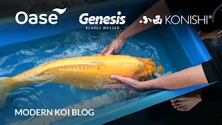 Modern Koi Blog #5756 - Dirks private Ikeage: Jumbokoi Teil 3