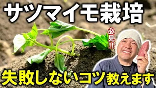 失敗しない‼サツマイモ栽培のポイント