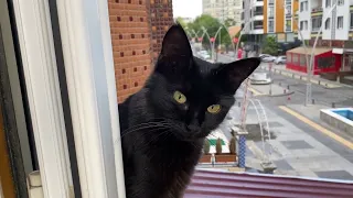 i met a black cat on my balcony this morning