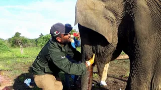 Wildlife officials treated the baby elephant with mouth and leg injuries | wildlife | Animals