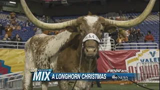 LHN to air five hours of Bevo hanging out on Christmas