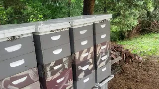 Beekeepers, How Do You Maximize Your Profits($$$) Beekeeping?