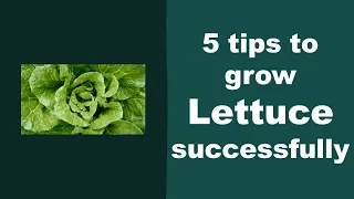 5 Tips to Ggrow Lettuce Successfully in Aerogarden