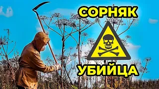 Борщевик. Чем опасен ядовитый сорняк. Как он попал в Россию. Как его уничтожить | Факты