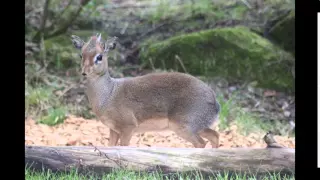 How a Dik Dik nose works