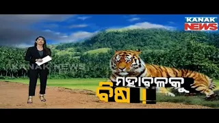 Damdar Khabar: Tiger Murdered In Kendujhar | Starling Plot To Kill Wild Tiger Revealed