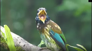 Witnessing the Great Barbet's elusive visit was a dream come true