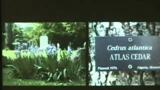 Mount Auburn Cemetery's 175th Anniversary: William Clendaniel Opens the Ceremony