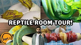 EXCLUSIVE REPTILE ROOM TOUR PART 2 | Establishing Green Tree Python Neonates and incubation!