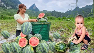 Harvest watermelons and sell them to earn extra income. -Trieu Thi Duong - farm on the lake.