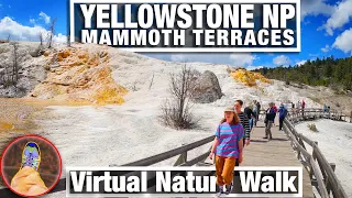 City Walks - Walking Tour Mammoth Terraces in Yellowstone National Park - Virtual WalkingTrails