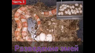 Разведение маисовых полозов. Часть 3: Кладка яиц / Инкубатор для рептилий