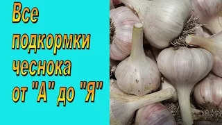 Чем подкормить чеснок - все подкормки от первой и до последней!