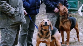 Испытания Белорусского гончака по кабану