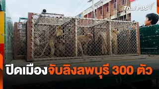 ปิดเมืองจับลิงลพบุรี 300 ตัว | จับตาสถานการณ์ | 24 พ.ค. 67