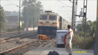 A Cow and A Dog Hits by Train