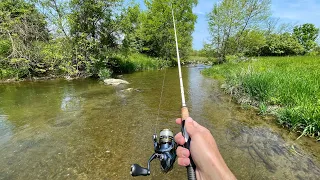 Small Creek Wild TROUT Fishing with Spinners