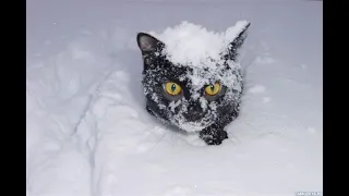 Сборник! Коты в снегу