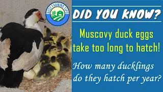 How long do muscovy ducks take to hatch? How many times do they brood per year?