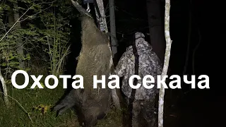 Охота на кабана | Секач 166 кг.