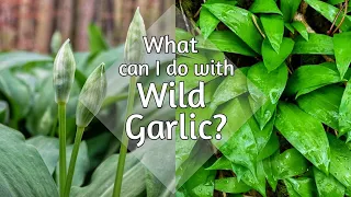 Top things to do with Wild Garlic (That don't include pesto!)