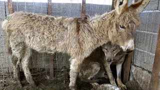 Muž zavřel starého osla do klece s hladovým vlkem. Nikdo nečekal, že to dopadne takhle.