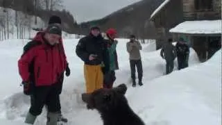 Нападение медведя бурого на групу спасателей